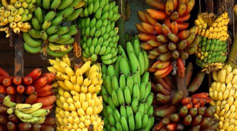 300 Banana varieties : Which one to choose