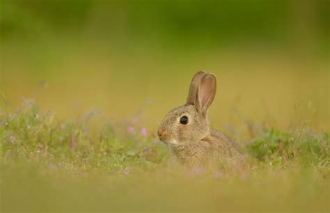 Rabbit kit | Animal companions, Rabbit, Animal planet