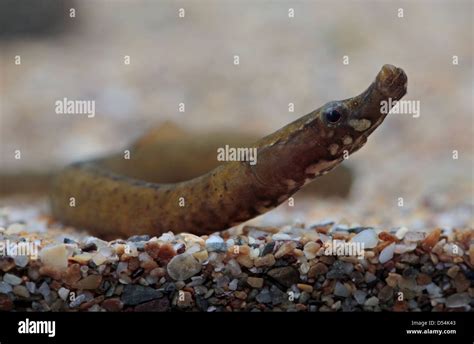 Pipefish in aquarium Stock Photo - Alamy