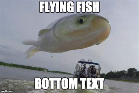 flying fish Memes & GIFs - Imgflip