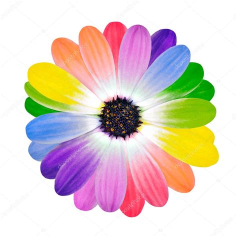 Colorful Petals on Daisy Flower Isolated — Stock Photo © tr3gi #7555164