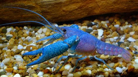 Freshwater Aquarium Crayfish | BeChewy