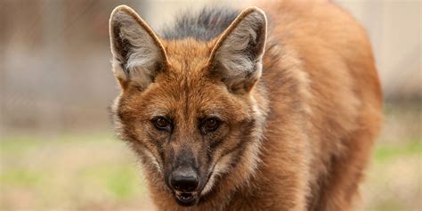 Maned wolf | Smithsonian's National Zoo and Conservation Biology Institute