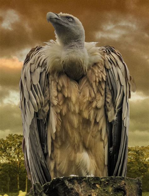 Griffon Vulture | Beautiful birds, Colorful birds, Scavenger birds