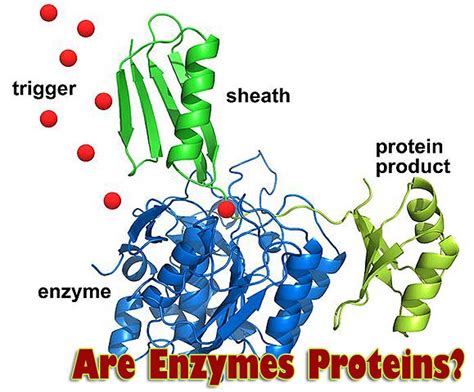 are-enzymes-proteins.jpg