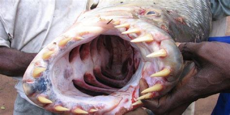 A Goliath Tigerfish’s terrifying jaws, displaying its conical teeth ...