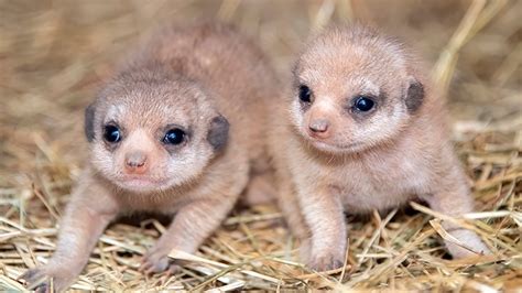 Zoo Miami welcomes two baby meerkats for the first time | wtsp.com