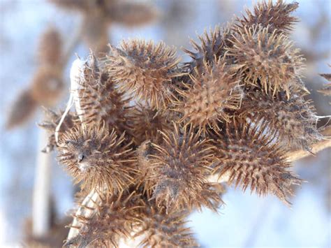 Common Cocklebur Xanthium strumarium | Lake and Wetland Ecosystems