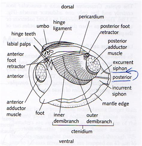 Razor Clam Anatomy Pictures - Anal Mom Pics