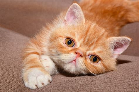 Exotic Shorthair Personality and Health | ASPCA Pet Health Insurance