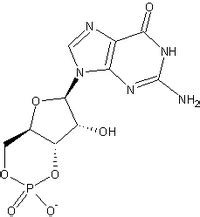 Cyclic guanosine monophosphate | Psychology Wiki | FANDOM powered by Wikia