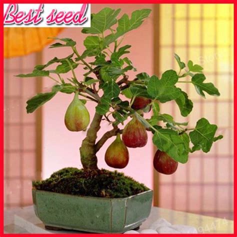 US$ 1.45 - 100pcs Rare Tropical Fig Seeds Mini Fig Tree Bonsai Plant ...