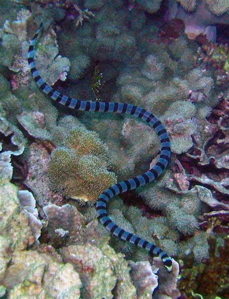 10 Fabulous Sea Snakes Facts - Ocean of Hope