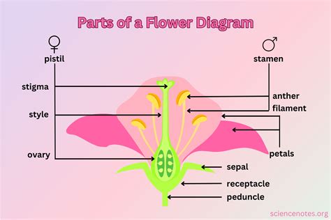 Parts Of Flower Infographic Diagram Anatomy Of Plant Stock, 52% OFF