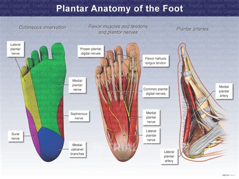 Plantar Anatomy of the Foot - Trial Exhibits Inc.