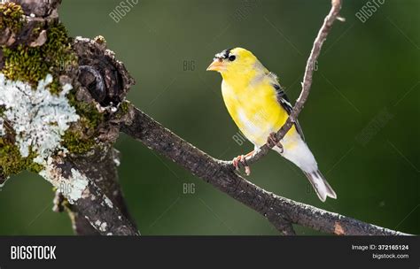 Male Goldfinch Image & Photo (Free Trial) | Bigstock