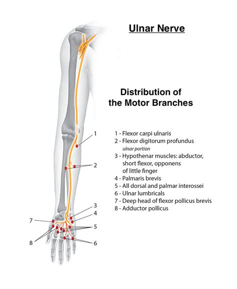 Ulnar Nerve Motor Distribution