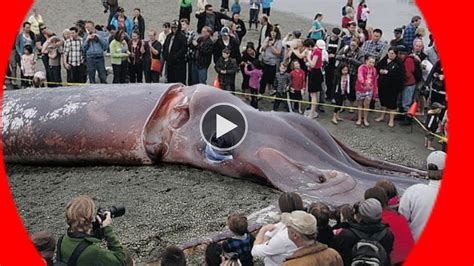 GIANT SQUID found 50-foot-long New Zealand