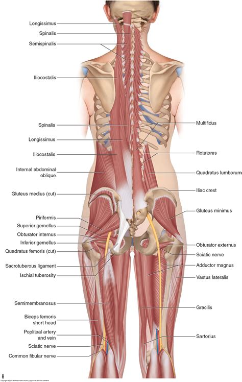 Anatomy Of Trunk Female : Directional Terms For Anatomical Position And ...