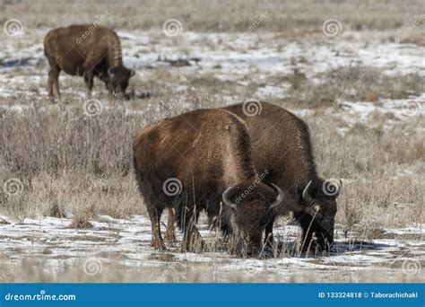 American Bison Grazing on the Prairie in Winter Stock Photo - Image of ...