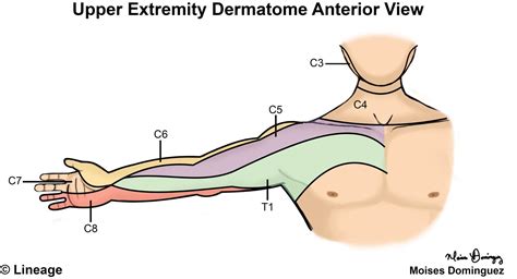 Lumbar Spine Dermatome Patterns