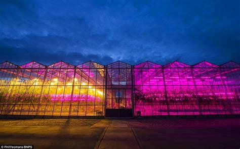 Are LED Grow Lights Best? - Garden & Greenhouse