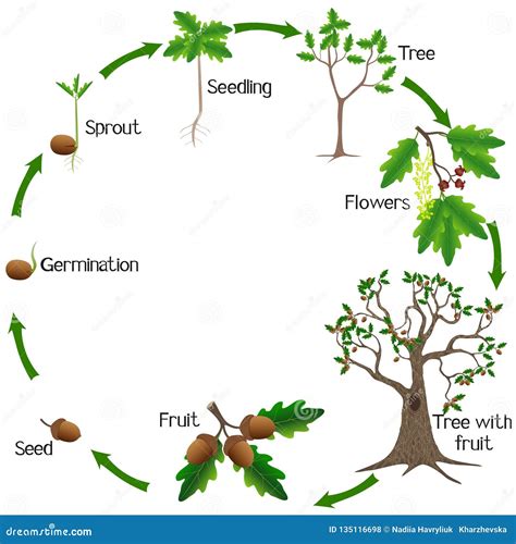 Life Cycle of a Oak Tree on a White Background. Illustration de Vecteur ...