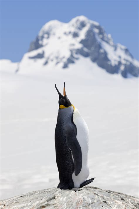 King penguins are under the threat of extinction if they do not find a ...