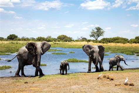 The 9 Best African Safari Tours of 2021