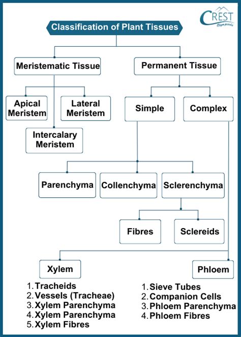 Plant Tissues Class 9 Notes | Science Olympiad