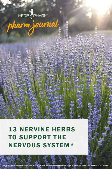 13 Nervine Herbs to Support the Nervous System | Nervines, Herbs ...