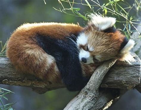 🔥 Sleeping Red Panda 🔥 : NatureIsFuckingLit