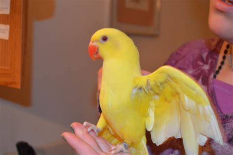 Baby Lutino Indian Ringneck… So So Cute! | Whidbey Birds