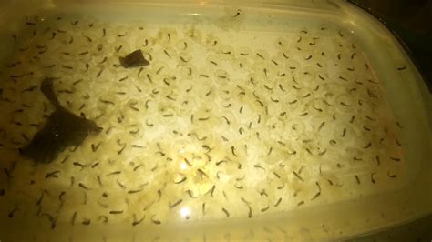 Axolotls hatching -Rearing axolotl eggs- - YouTube