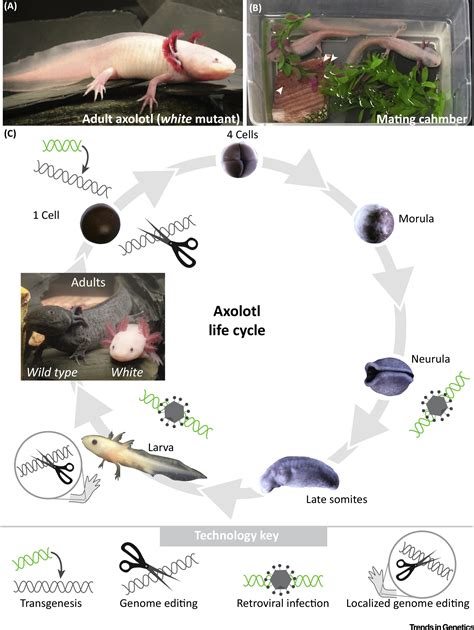 Advances in Decoding Axolotl Limb Regeneration: Trends in Genetics