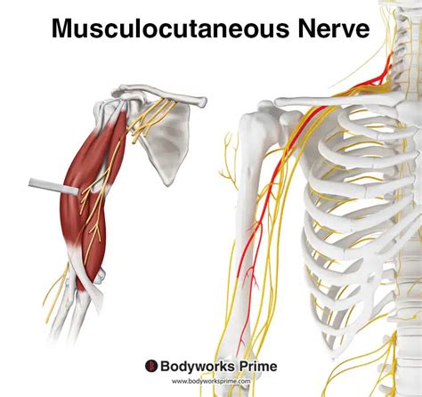 Musculocutaneous Nerve Anatomy Orthobullets