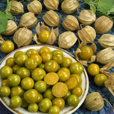 Cape Gooseberry Seeds - Physalis Peruviana Seed