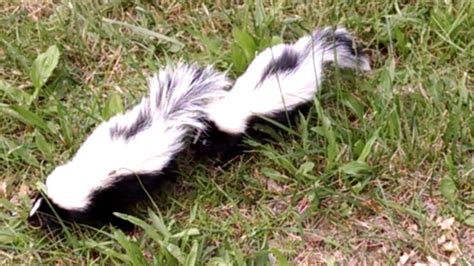 Skunks playing follow-the-leader - YouTube