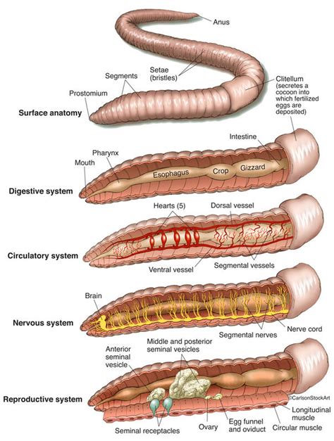 Zoology | Life Science & Biomedical | Carlson Stock Art