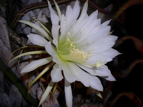 Florida Flowers and Gardens: Night Blooming Cereus