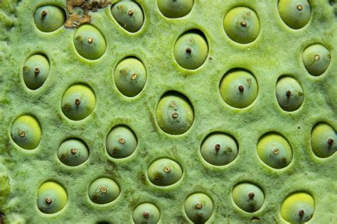 What Is Trypophobia? | Live Science