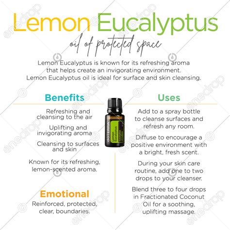 Lemon Eucalyptus uses and benefits by Jan Kohler