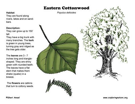 Cottonwood (Eastern)