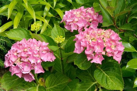 Hydrangea macrophylla - BBC Gardeners World Magazine