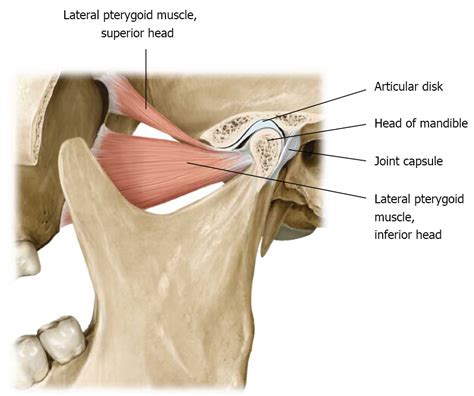 Condyloid Joint Jaw