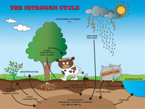 Nitrogen Cycle Facts for Kids (Explained!) - Education site