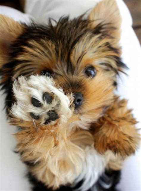 Yorkies are seriously the cutest puppies in the world !! They have so ...