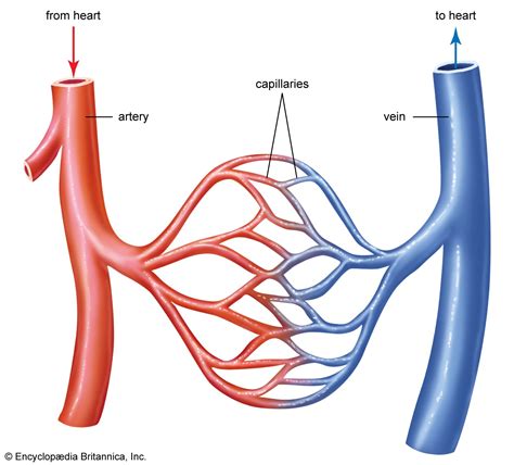 Capillary | Blood Vessels, Exchange & Function | Britannica