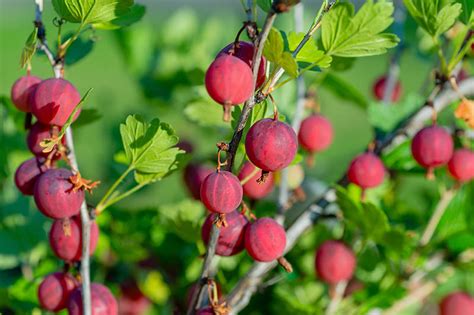 How to Grow Gooseberries