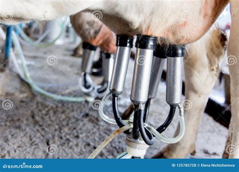 Cow Milking Facility and Mechanized Milking Equipment. Dairy Farm Stock ...